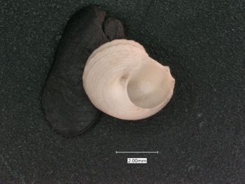 Media type: image;   Malacology 7574 Description: dry;  Aspect: APO